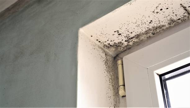 Best Air Quality Testing for Mold Spores  in USA